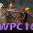 WPC16